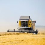 harvesting wheat with combine harvester